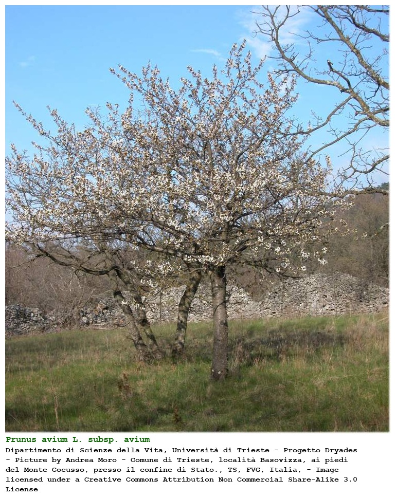 Prunus avium L. subsp. avium